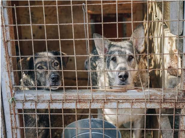 犬について マンツーマン英会話スクール イングリッシュビレッジ ブログ