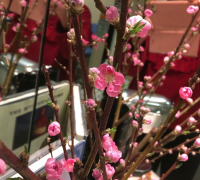 神田校の植物紹介【神田校】